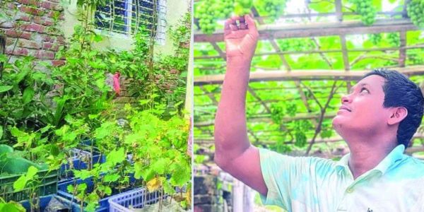 বাণিজ্যিকভাবে আঙুর চাষের নতুন দিগন্ত